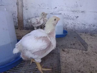 Broilers Chickens For Sale In Mpumalanga