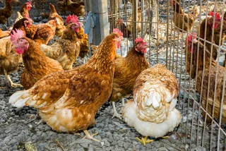 Fresh Farm Eggs And Day Old Chicks