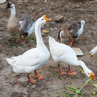 Duck And Chickens For Sale