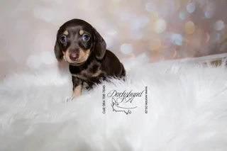 Gorgeous chocolate dachshund female