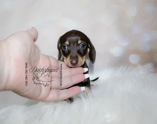 Gorgeous chocolate dachshund female