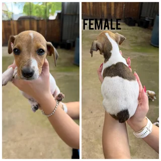 Jack Russell Terrier pupp