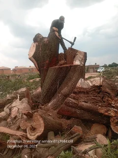 Jonathan TreeFelling