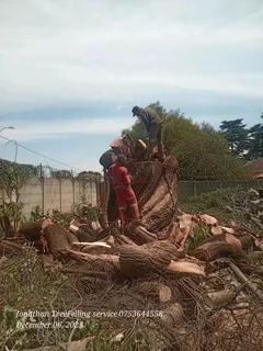 Jonathan TreeFelling