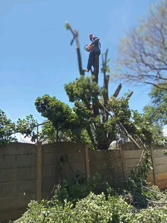 Treefelling Services