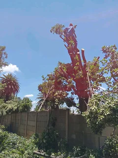 Treefelling Services