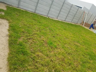 WE SUPPLY KIKUYU GRASS BUFFALO GRASS AND LM BEREA GRESS AND CYNODON GRASS