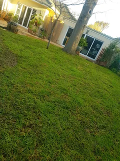 We Supply Kikuyu Grass Buffalo Grass And Lm Berea Gress And Cynodon Grass