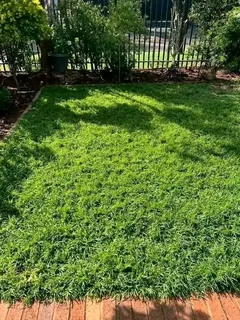 WE SUPPLY KIKUYU GRASS BUFFALO GRASS AND LM BEREA GRESS AND CYNODON GRASS