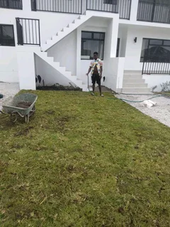 WE SUPPLY KIKUYU GRASS BUFFALO GRASS AND LM BEREA GRESS AND CYNODON GRASS