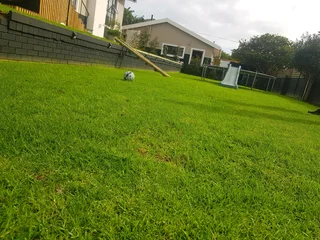 WE SUPPLY KIKUYU GRASS BUFFALO GRASS AND LM BEREA GRESS AND CYNODON GRASS