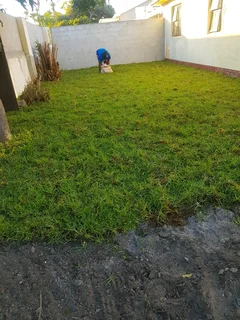 WE SUPPLY KIKUYU GRASS BUFFALO GRASS AND LM BEREA GRESS AND CYNODON GRASS