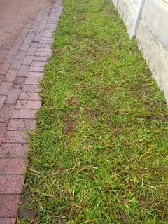 WE SUPPLY KIKUYU GRASS BUFFALO GRASS AND LM BEREA GRESS AND CYNODON GRASS