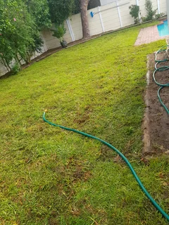 WE SUPPLY KIKUYU GRASS BUFFALO GRASS AND LM BEREA GRESS AND CYNODON GRASS