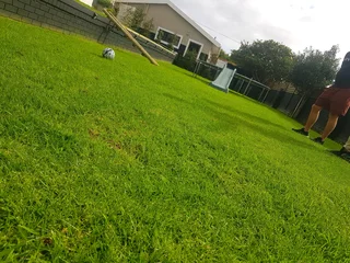 WE SUPPLY KIKUYU GRASS BUFFALO GRASS AND LM BEREA GRESS AND CYNODON GRASS