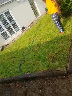 WE SUPPLY KIKUYU GRASS BUFFALO GRASS AND LM BEREA GRESS AND CYNODON GRASS