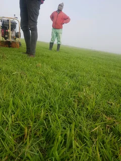 WE SUPPLY KIKUYU GRASS BUFFALO GRASS AND LM BEREA GRESS AND CYNODON GRASS