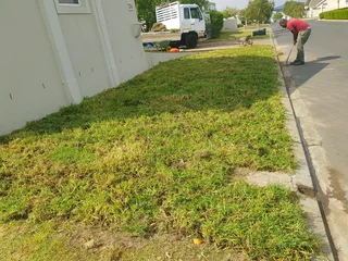 We Supply Kikuyu Grass Buffalo Grass And Lm Berea Gress And Cynodon Grass