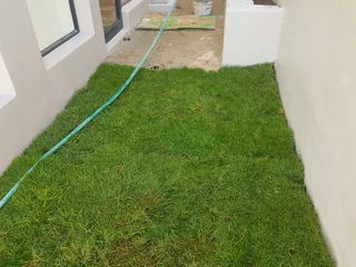 WE SUPPLY KIKUYU GRASS BUFFALO GRASS AND LM BEREA GRESS AND CYNODON GRASS