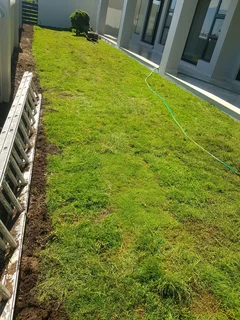 WE SUPPLY KIKUYU GRASS BUFFALO GRASS AND LM BEREA GRESS AND CYNODON GRASS