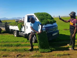 WE SUPPLY KIKUYU GRASS BUFFALO GRASS AND LM BEREA GRESS AND CYNODON GRASS