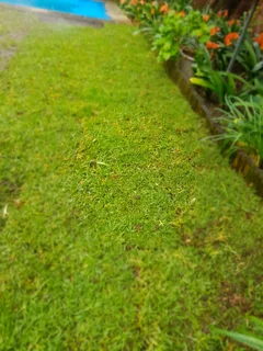 WE SUPPLY KIKUYU GRASS BUFFALO GRASS AND LM BEREA GRESS AND CYNODON GRASS