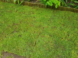 WE SUPPLY KIKUYU GRASS BUFFALO GRASS AND LM BEREA GRESS AND CYNODON GRASS