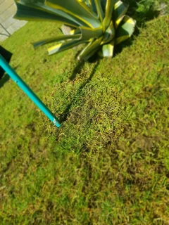 We Supply Kikuyu Grass Buffalo Grass And Lm Berea Gress And Cynodon Grass