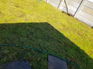 We supply Kikuyu grass buffalo grass and Lm berea gress and cynodon grass