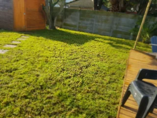 We supply Kikuyu grass buffalo grass and Lm berea gress and cynodon grass