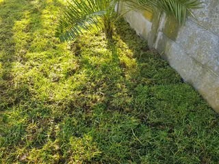 We supply Kikuyu grass buffalo grass and Lm berea gress and cynodon grass