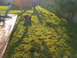 We supply Kikuyu grass buffalo grass and Lm berea gress and cynodon grass