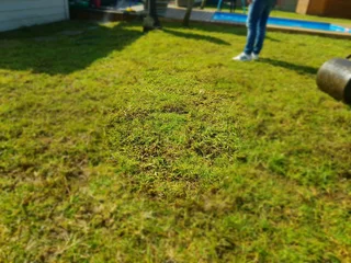 WE SUPPLY KIKUYU GRASS BUFFALO GRASS AND LM BEREA GRESS AND CYNODON GRASS