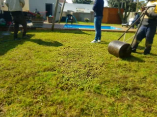 WE SUPPLY KIKUYU GRASS BUFFALO GRASS AND LM BEREA GRESS AND CYNODON GRASS