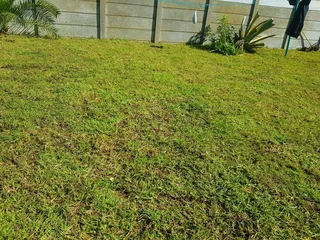 WE SUPPLY KIKUYU GRASS BUFFALO GRASS AND LM BEREA GRESS AND CYNODON GRASS