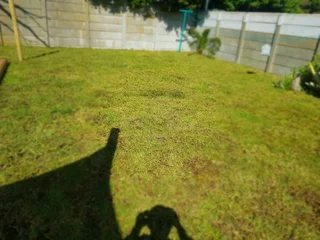 WE SUPPLY KIKUYU GRASS BUFFALO GRASS AND LM BEREA GRESS AND CYNODON GRASS