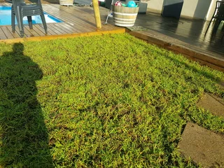 We Supply Kikuyu Grass Buffalo Grass And Lm Berea Gress And Cynodon Grass