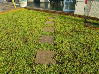 WE SUPPLY KIKUYU GRASS BUFFALO GRASS AND LM BEREA GRESS AND CYNODON GRASS