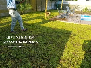 WE SUPPLY KIKUYU GRASS BUFFALO GRASS AND LM BEREA GRESS AND CYNODON GRASS
