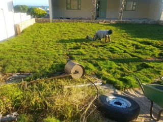 WE SUPPLY KIKUYU GRASS BUFFALO GRASS AND LM BEREA GRESS AND CYNODON GRASS