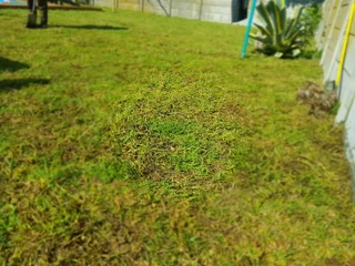 We supply Kikuyu grass buffalo grass and Lm berea gress and cynodon grass