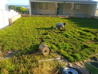 We supply Kikuyu grass buffalo grass and Lm berea gress and cynodon grass