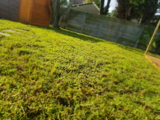 We Supply Kikuyu Grass Buffalo Grass And Lm Berea Gress And Cynodon Grass