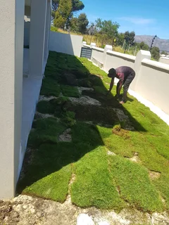 WE SUPPLY KIKUYU GRASS BUFFALO GRASS AND LM BEREA GRESS AND CYNODON GRASS