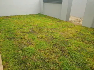 WE SUPPLY KIKUYU GRASS BUFFALO GRASS AND LM BEREA GRESS AND CYNODON GRASS