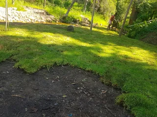 We Supply Kikuyu Grass Buffalo Grass And Lm Berea Gress And Cynodon Grass