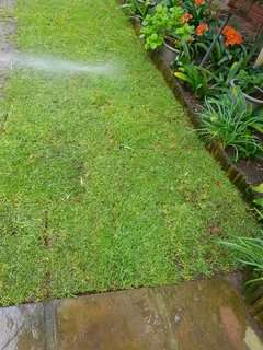 WE SUPPLY KIKUYU GRASS BUFFALO GRASS AND LM BEREA GRESS AND CYNODON GRASS