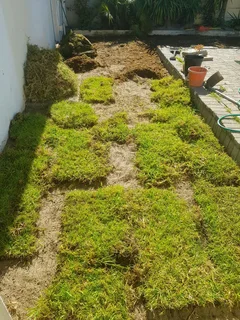 WE SUPPLY KIKUYU GRASS BUFFALO GRASS AND LM BEREA GRESS AND CYNODON GRASS