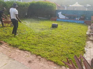 WE SUPPLY KIKUYU GRASS BUFFALO GRASS AND LM BEREA GRESS AND CYNODON GRASS