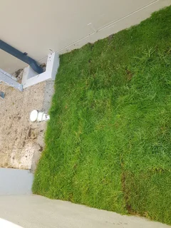 WE SUPPLY KIKUYU GRASS BUFFALO GRASS AND LM BEREA GRESS AND CYNODON GRASS